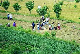 rice terraces, farmer