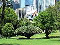 Sydney, Botanic Garden  -  zum Vergroessern bitte anklicken!