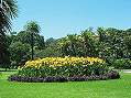 Sydney, Botanic Garden  -  Click for large image !