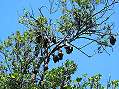 Sydney, Flying Foxes  -  Click for large image !