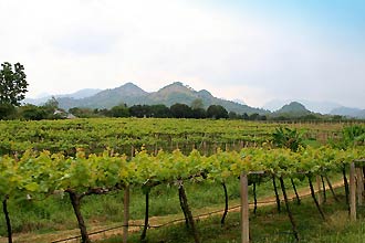 Khao Yai Nationalpark, wineries  -  Click for large image !
