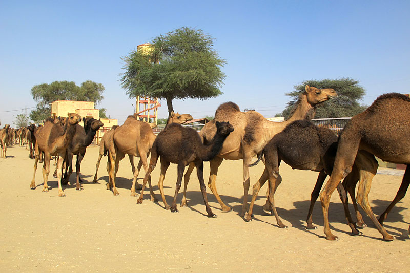 Bikaner, Kamelzuchtfarm