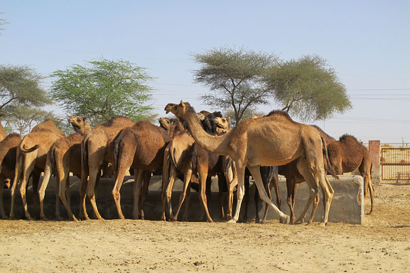 Bikaner, Kamelzuchtfarm