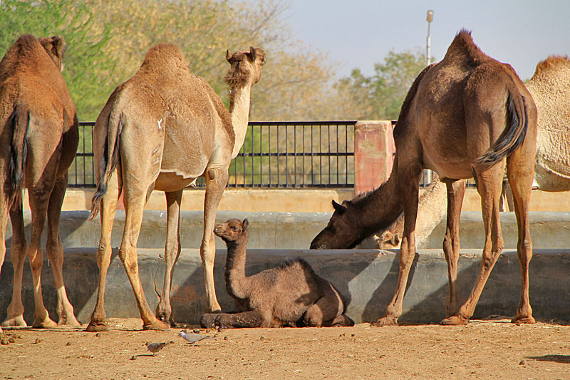 Bikaner, Kamelzuchtfarm