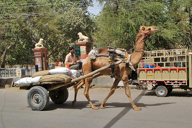 Bikaner