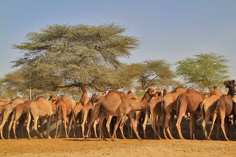 Bikaner