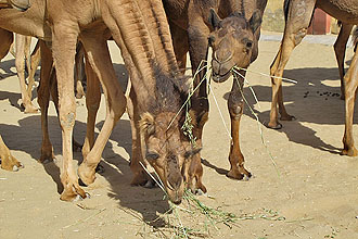 Bikaner