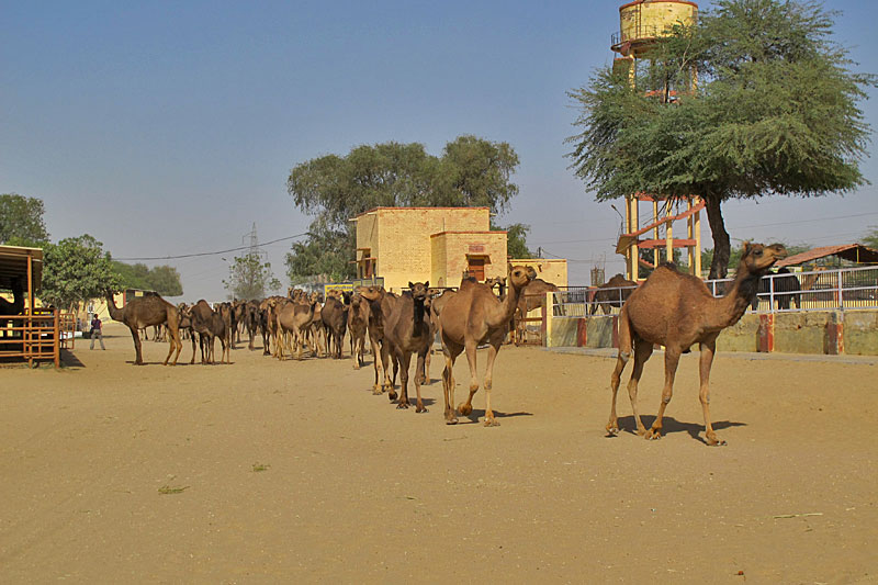 Bikaner