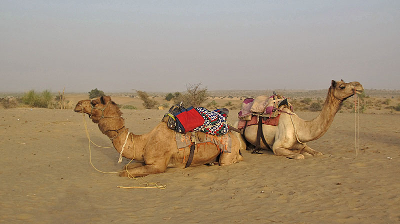 Jaisalmer, Wueste Thar, Sam