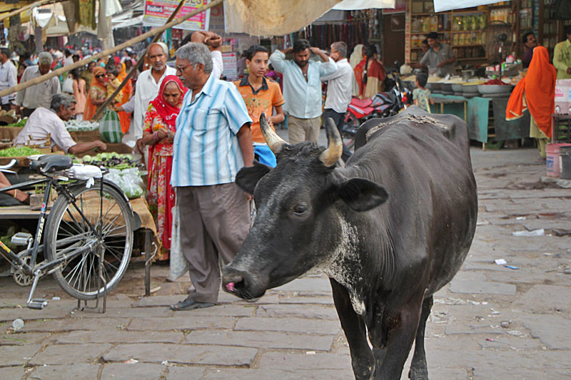 Jodhpur, Altstadt, Sarda Market Cirdikot