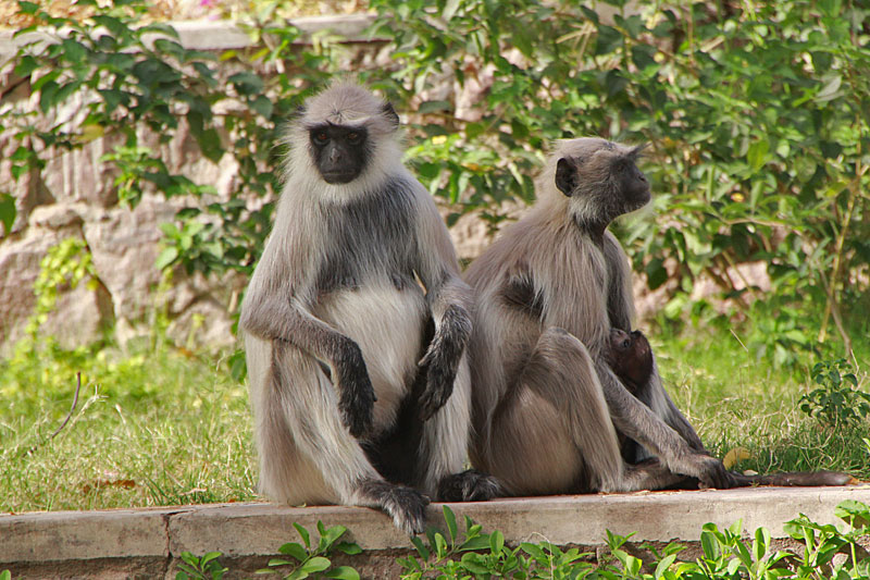 Jodhpur