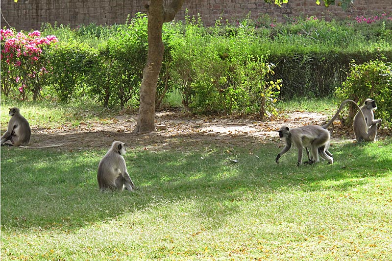 Jodhpur, Mandor Gardens