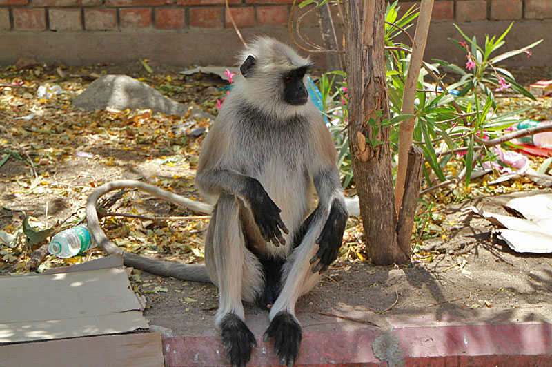 Ranakpur