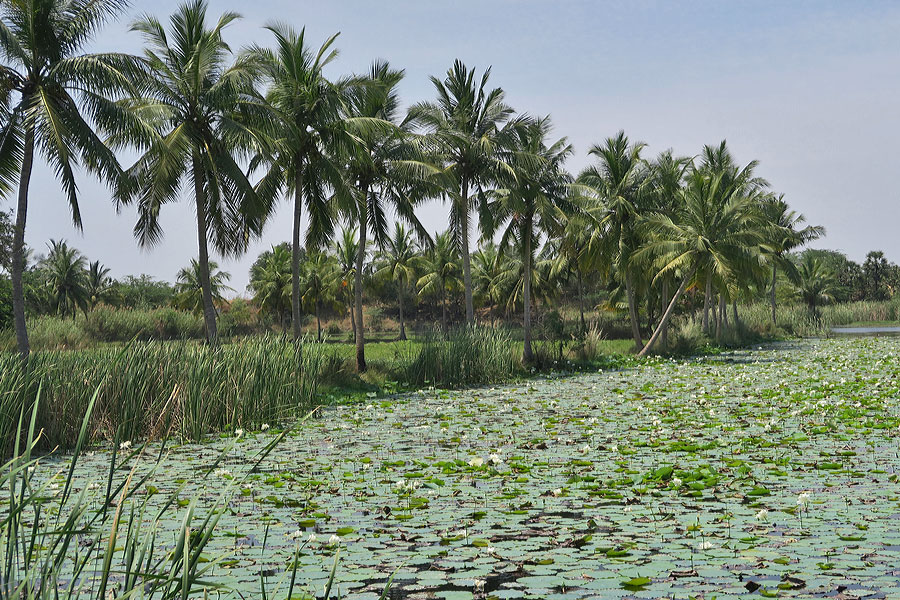 Tanjore