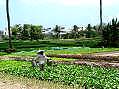 Nha Trang, vegetable farmer  -  Click for large image !