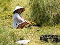 Nha Trang, rice harvest  -  Click for large image !