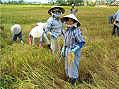 Nha Trang, rice harvest  -  Click for large image !