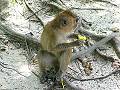 Monkey, Tham Sawan Khuha  -  Click for large image !