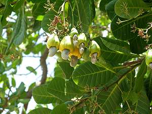 Cashew tree