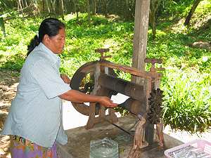 Rubber Plantations.