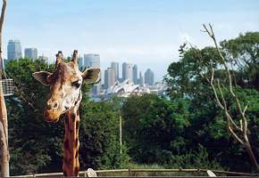 Taronga Zoo