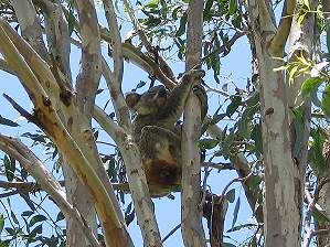 Noosa National Park, Koala