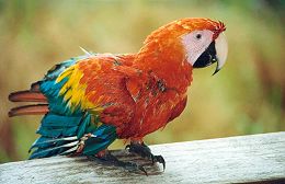 Papagei, Acajatuba Jungle Lodge