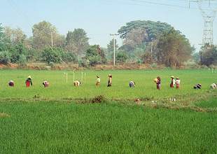arbeiten auf dem Reisfeld