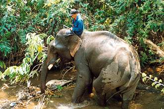 Chiang Mai 