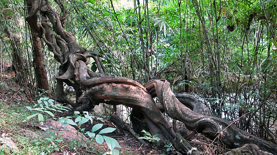 Chiang Mai