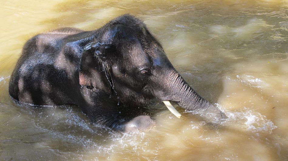 Chiang Mai