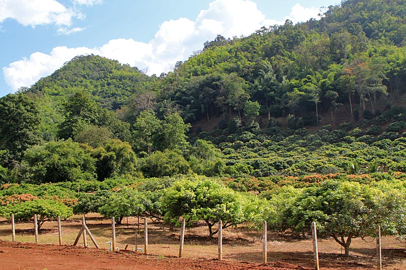 Chiang Mai