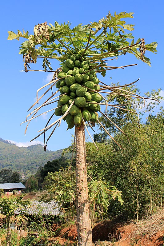 Chiang Rai