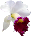 Orchid