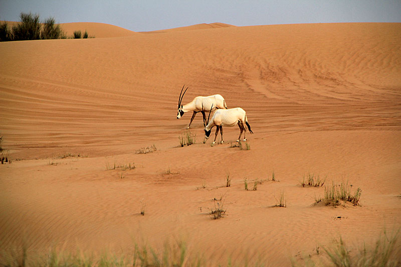 Dubai, Wüstentour