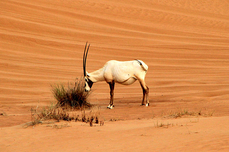 Dubai, Wüstentour