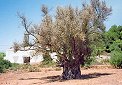 alter Olivenbaum,  zum Vergroessern bitte anklicken !