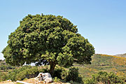 Naxos