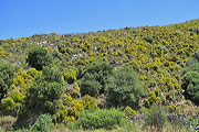 Naxos