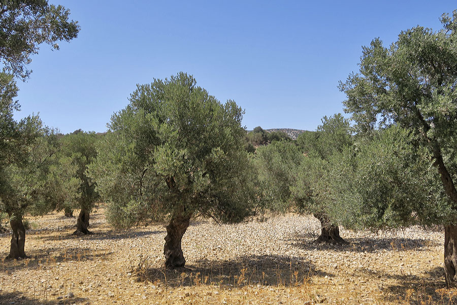 Naxos