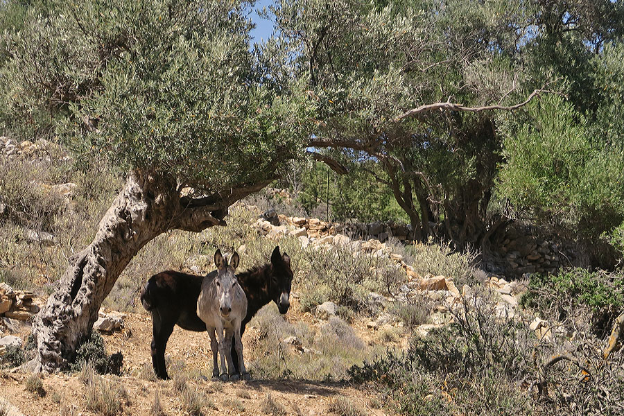 Naxos