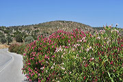 Naxos